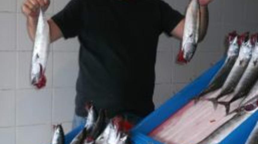 Sezon A&ccedil;ıldı Balık&ccedil;ılar Umutlarını Gelecek G&uuml;nlere Bıraktı