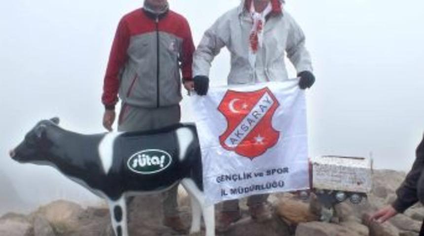 Zirve Defterini Muhafaza Etmek I&ccedil;in Hasandağı'na Maket Inek &Ccedil;ıkardılar