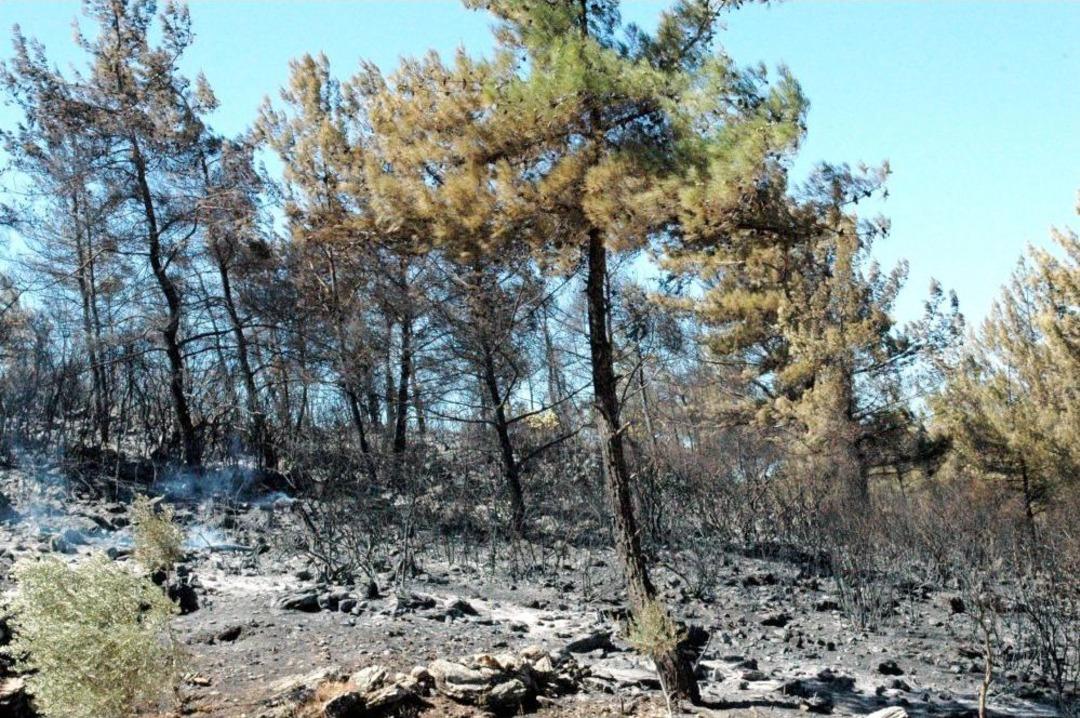 Bodrum&rsquo;da 15 Hektarlık Ormanlık Alan K&uuml;l Oldu