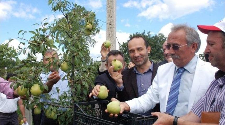 &Uuml;nye&rsquo;de Dev Armut Atılımı