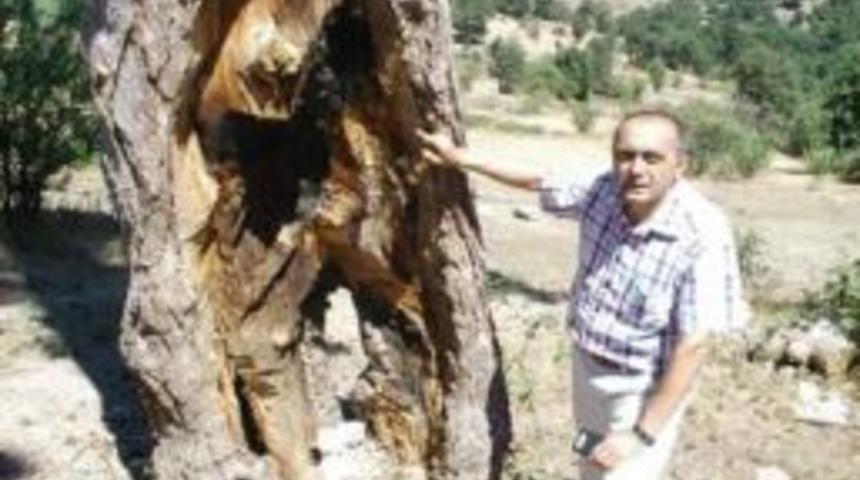 &Ccedil;ıra I&ccedil;in Asırlık &Ccedil;am Ağa&ccedil;ları Katlediliyor