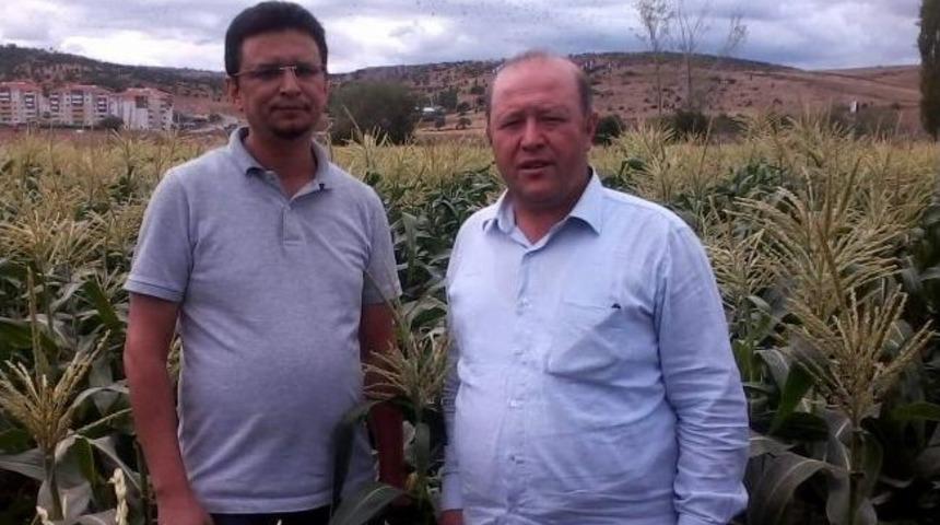 Boz&uuml;y&uuml;k&rsquo;te Tatlı Mısır Deneme &Uuml;retimi Başarı İle Sonu&ccedil;landı