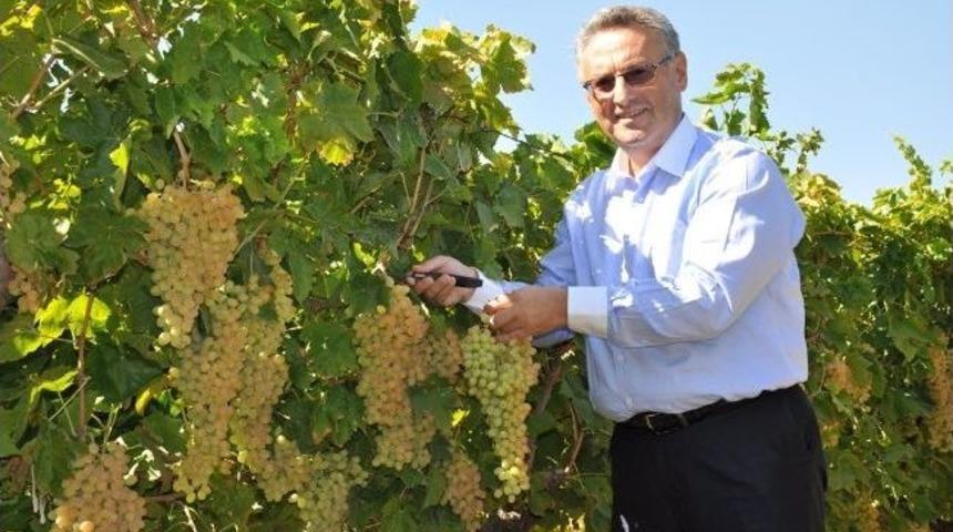 Manisa Tarımı İyi Yolda