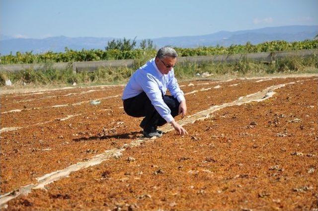 Manisa Tarımı İyi Yolda 1