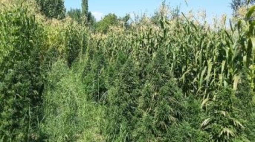Mısır Tarlasına Kenevir Operasyonu