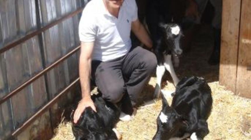 İnek &Uuml;&ccedil;&uuml;z Buzağı Doğurdu