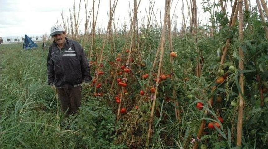 Domates Tarlada Kaldı