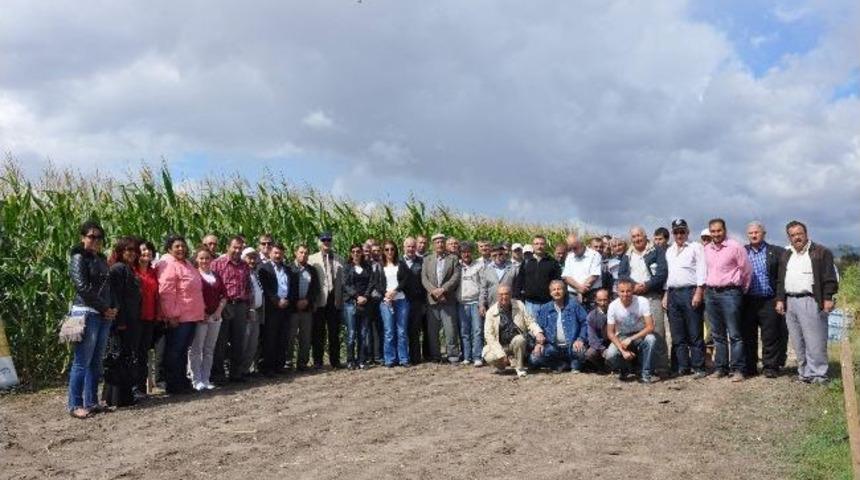 Eskişehir&rsquo;de Silajlık Mısır &Uuml;retim