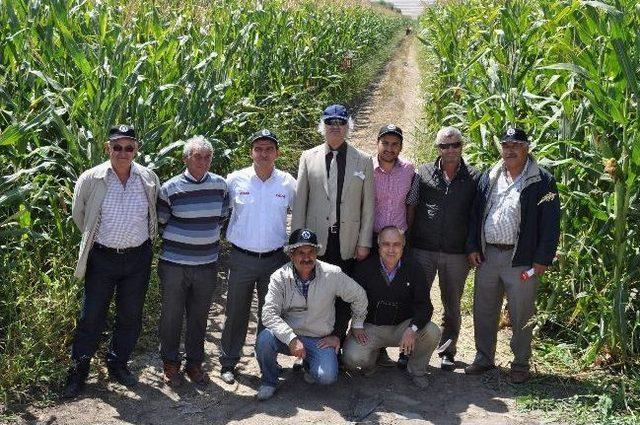 Eskişehir&rsquo;de Silajlık Mısır &Uuml;retim 1