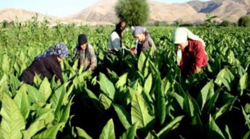 T&uuml;t&uuml;nler Saplanmaya Başladı