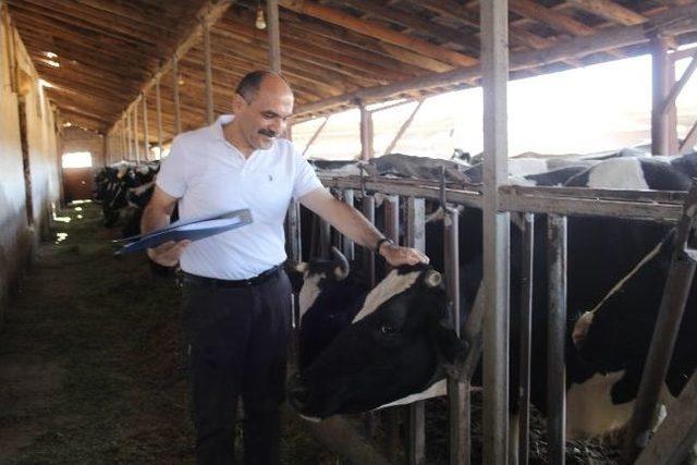 Bir Batında &Uuml;&ccedil;&uuml;z Buzağı 1