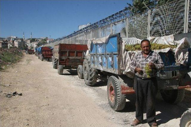 Suma Fabrikası’na Üzüm Alımları Sürüyor 1