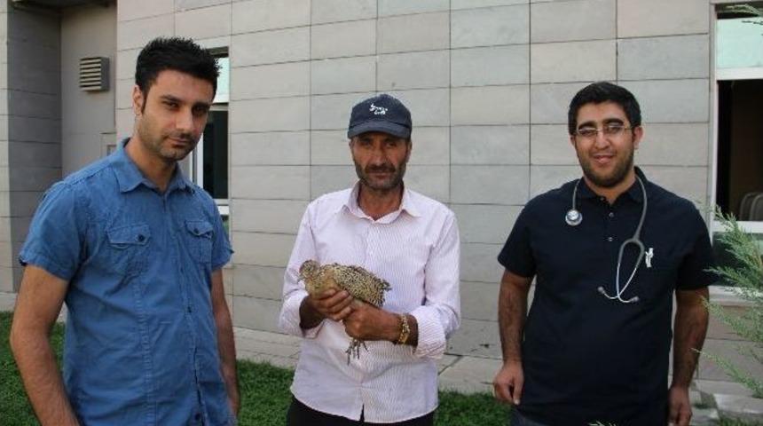 Hastane Bah&ccedil;esindeki Keklik Yavrusu Şaşırttı