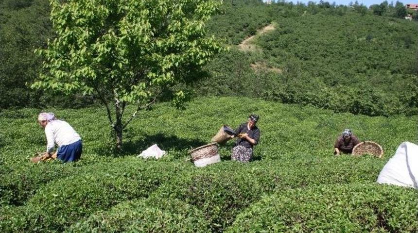 Espiye&rsquo;de &Uuml;&ccedil;&uuml;nc&uuml; S&uuml;rg&uuml;n &Ccedil;ay Toplanmaya Başlandı