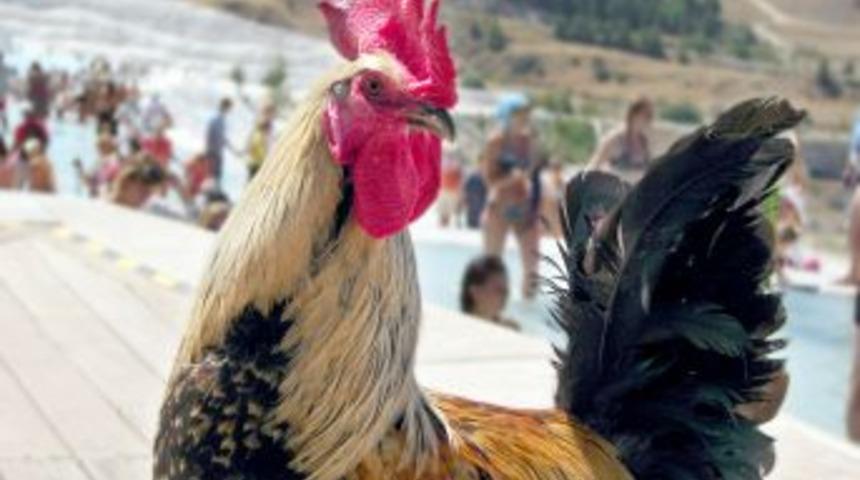 Pamukkale'ye Gelen Turistlere Canlı Denizli Horozu S&uuml;rprizi