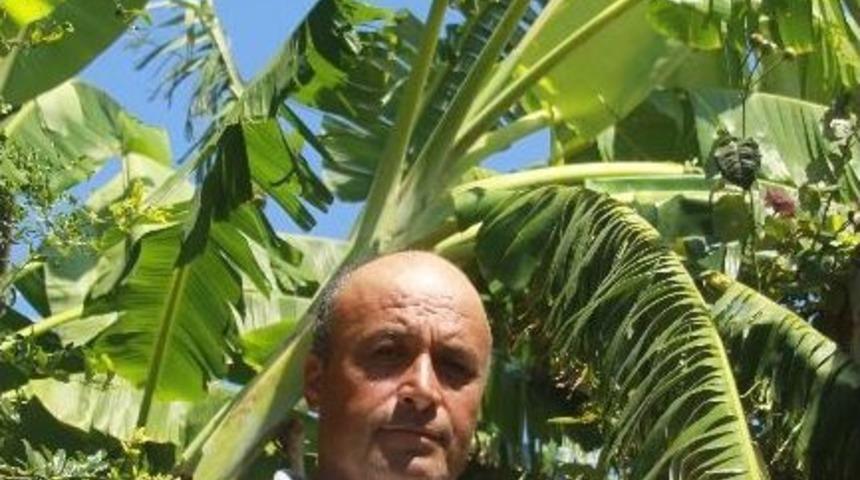 Y&uuml;ksek Rakımlı K&ouml;yde Muz Yetiştirmeyi Başardı