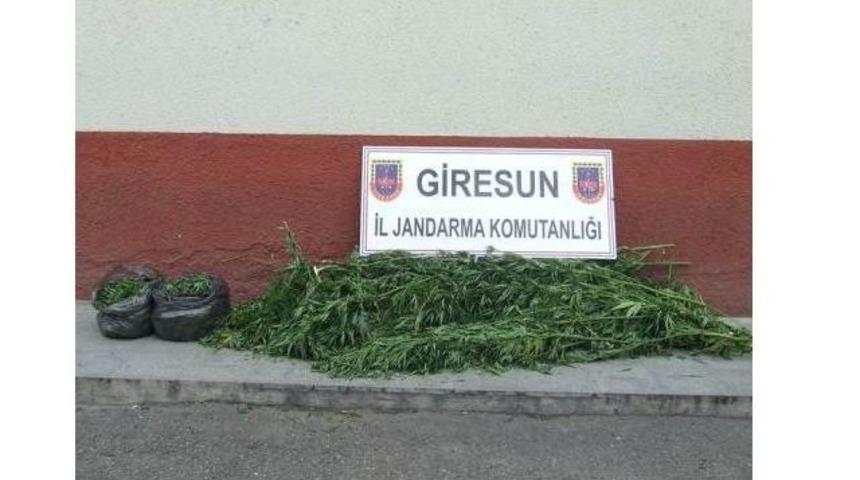 Giresun'da Uyuşturucu Operasyonu