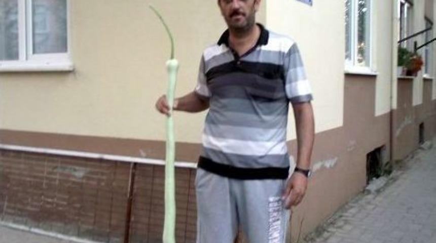 Yılan Değil, Kabak