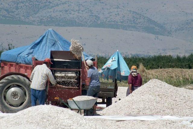 Çerezlik Ayçiçeği Çivrilli Üreticinin Yüzünü Güldürüyor