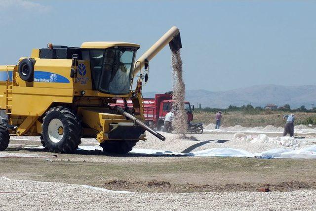 Çerezlik Ayçiçeği Çivrilli Üreticinin Yüzünü Güldürüyor