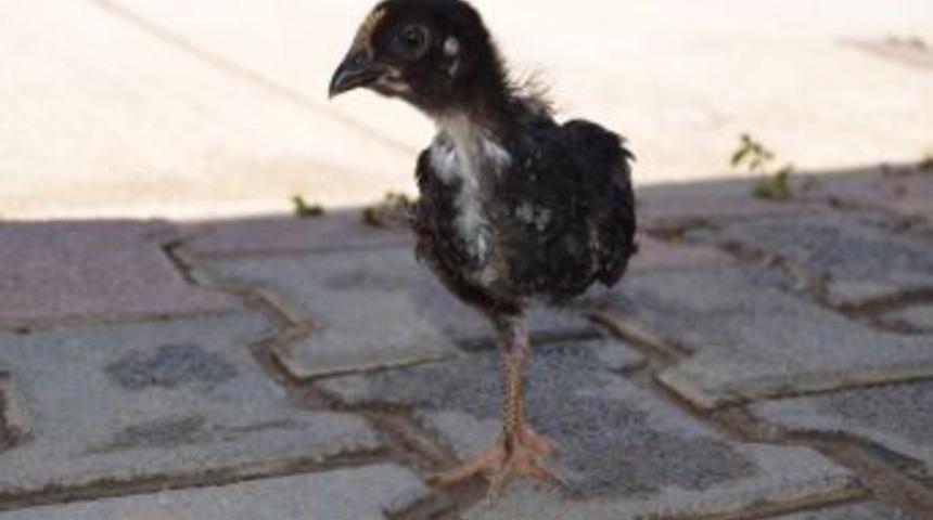 Mersin'de Tek Ayaklı Civciv D&uuml;nyaya Geldi