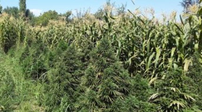 Mısır Tarlasında Kenevir Yetiştiren Şahıs G&ouml;zaltına Alındı