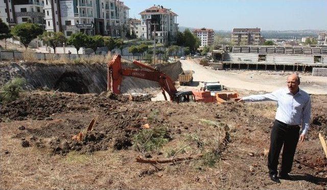 Öztürk'ten Ağaç Katliamına Tepki