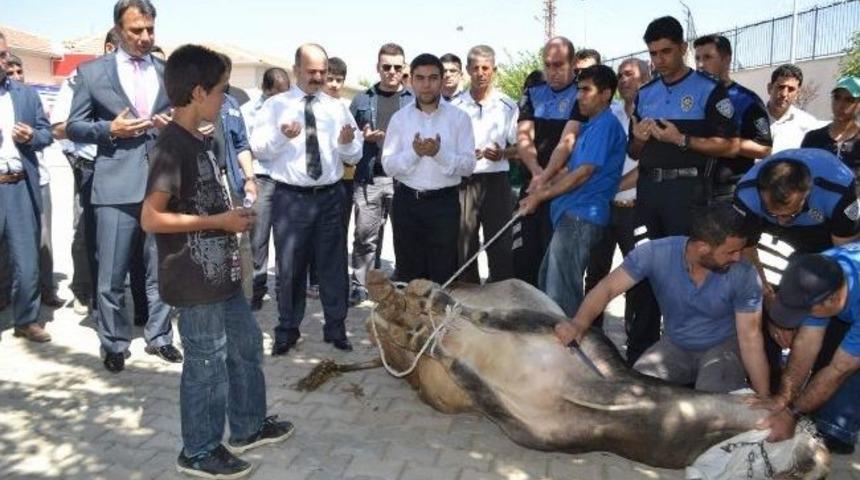 Siirt Akademi'ye Adanan Dana T&ouml;renle Kesildi