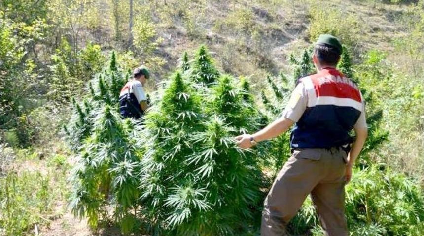 Tezekler I&ccedil;erisine Saklanan Uyuşturucular 'Acil' Ve 'Varis'e Takıldı