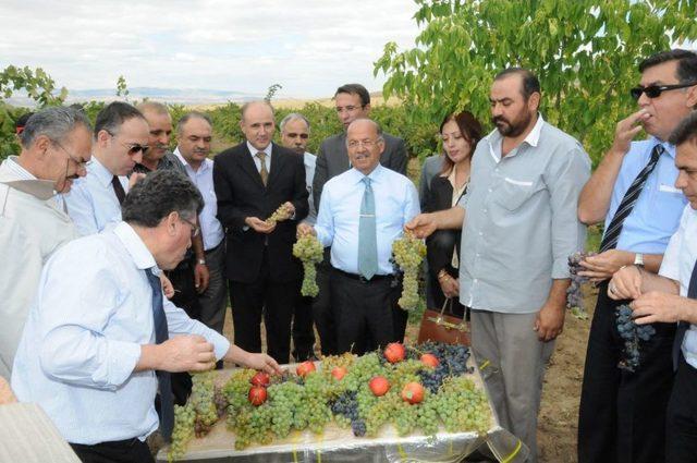 Sivas’ın Patates Tohumu Ihtiyacının Yüzde 60'ını Kırıkkale Karşılıyor