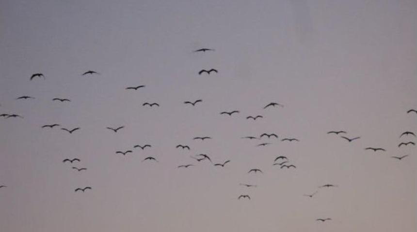 Leylek G&ouml;&ccedil;&uuml; Esnasında Elektrikler Kesildi