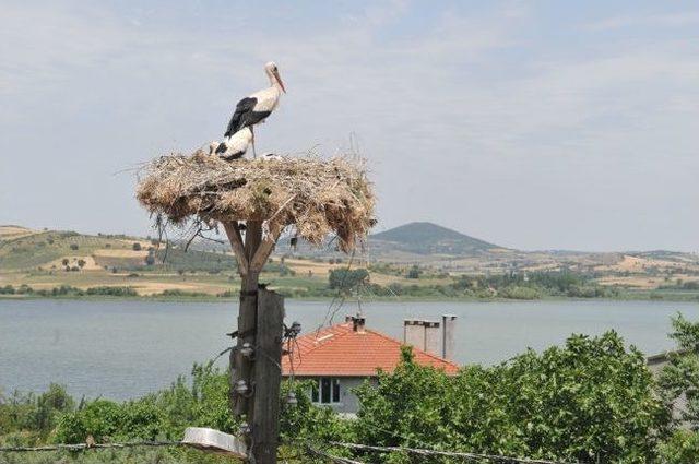 Leylek G&ouml;&ccedil;&uuml; Esnasında Elektrikler Kesildi 2