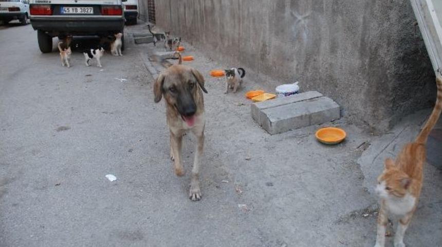 Sokak Hayvanlarına &Ouml;zel Lokanta