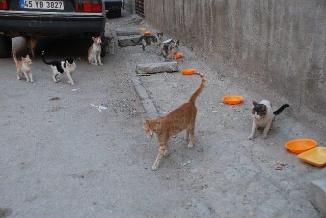 Sokak Hayvanlarına &Ouml;zel Lokanta 1