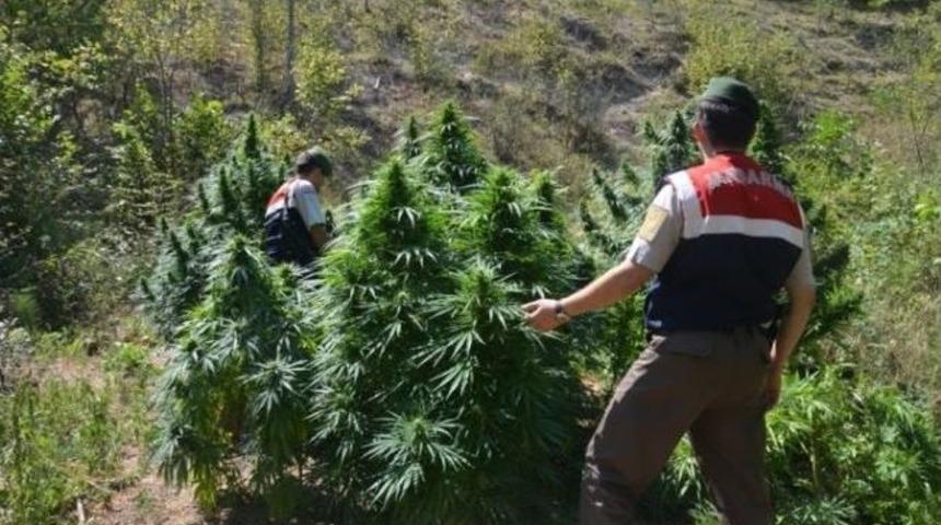 Uyuşturucuyu Narkotik K&ouml;pekleri Buldu