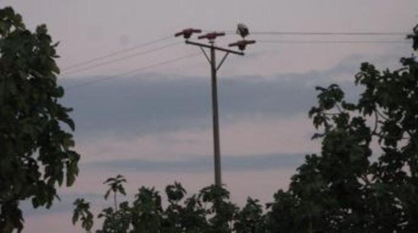 G&ouml;&ccedil; &Ouml;ncesi Leylek Kapılıp &Ouml;lmesin Diye Elektrikleri Kestiler