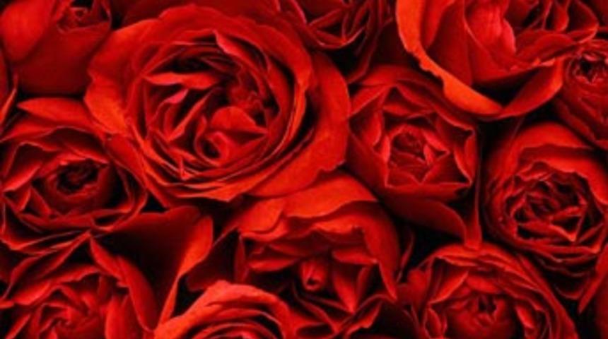 G&uuml;l'&uuml;n faydalarını biliyor musunuz?