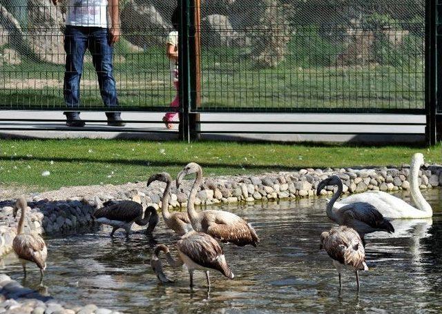 (özel Haber) Aoç'den Harikalar Diyarı'na Hayvan Transferi