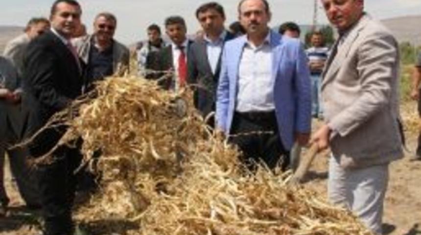 Ak Parti Milletvekili Gizligider&rsquo;den Patates &Uuml;reticilerine &lsquo;alternatif &Uuml;r&uuml;nlere Y&ouml;nelin&rsquo; &Ccedil;ağrısı