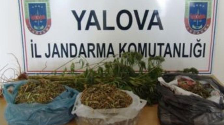 Armutlu&rsquo;da  Kenevir Ekenler Yakalandı