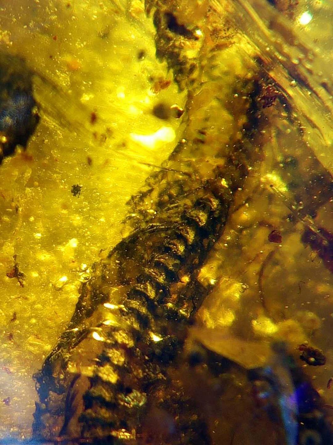 99 milyon yıllık yılan yavrusu fosili bulundu