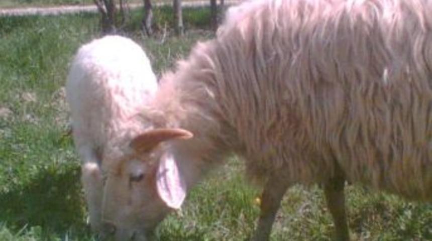 Ke&ccedil;iborlu SYDV'den Geri D&ouml;n&uuml;ş&uuml;ml&uuml; Koyunculuk Projesi