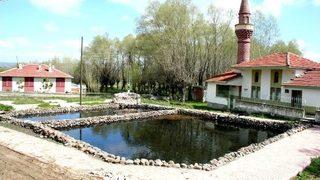 (özel Haber) Bu Balıkların Çanakkale'de Savaştığına İnanılıyor