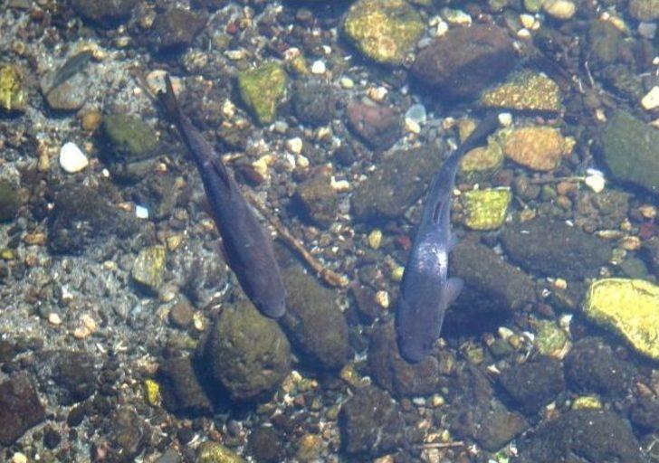 (özel Haber) Bu Balıkların Çanakkale'de Savaştığına İnanılıyor G2