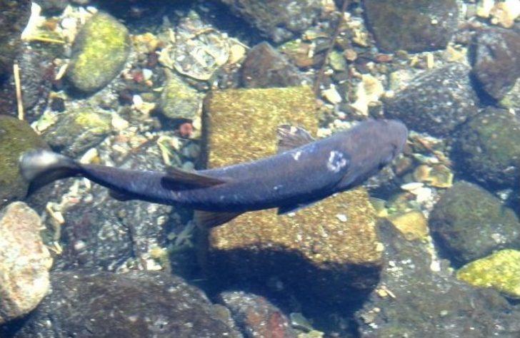 (özel Haber) Bu Balıkların Çanakkale'de Savaştığına İnanılıyor G3