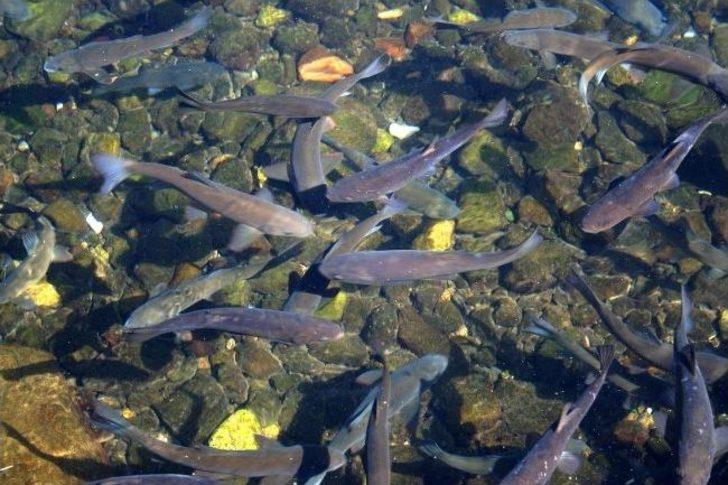 (özel Haber) Bu Balıkların Çanakkale'de Savaştığına İnanılıyor G4