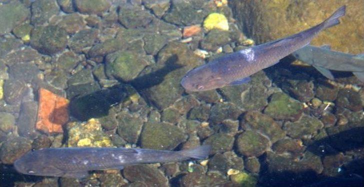 (özel Haber) Bu Balıkların Çanakkale'de Savaştığına İnanılıyor G5