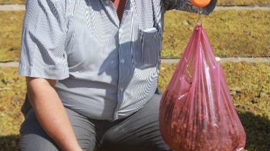 Saruhanlı'da &Uuml;z&uuml;m Hasadı Bu Yıl Erken Tamamlandı