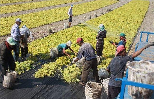 Saruhanlı'da Üzüm Hasadı Bu Yıl Erken Tamamlandı