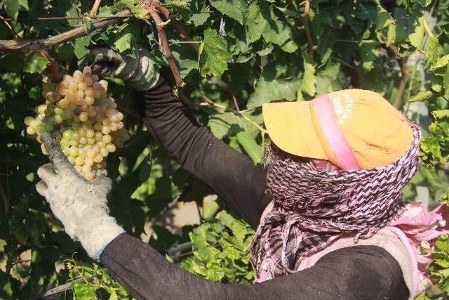 Saruhanlı'da Üzüm Hasadı Bu Yıl Erken Tamamlandı